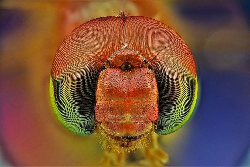 Head of a Dragon Fly