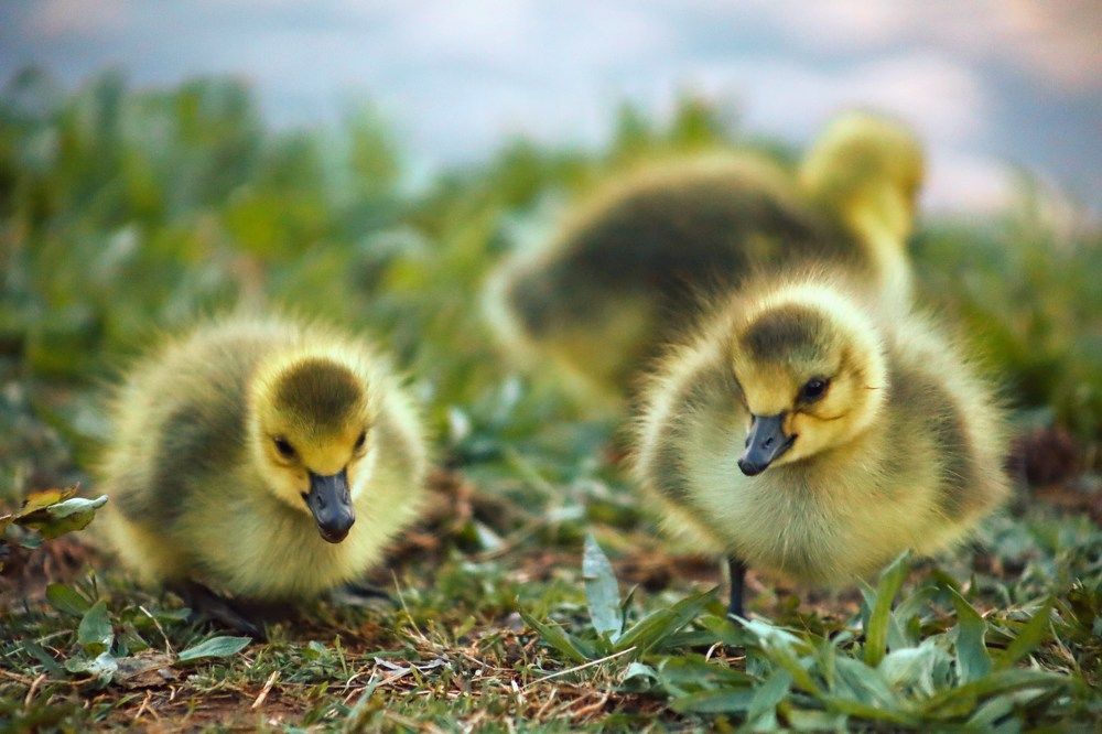 Photograph by Ivan Castello Serrano