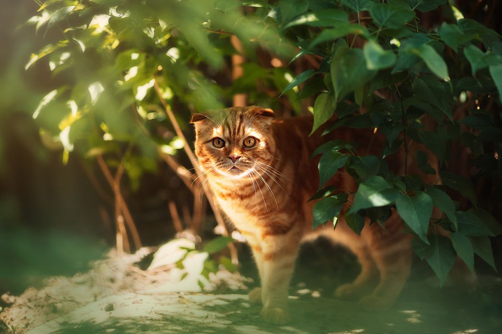 Photograph by Елизавета Чагеева