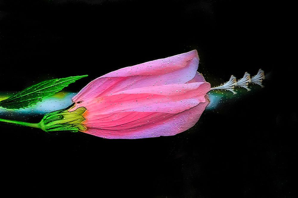 Photograph by Carmem De Luca