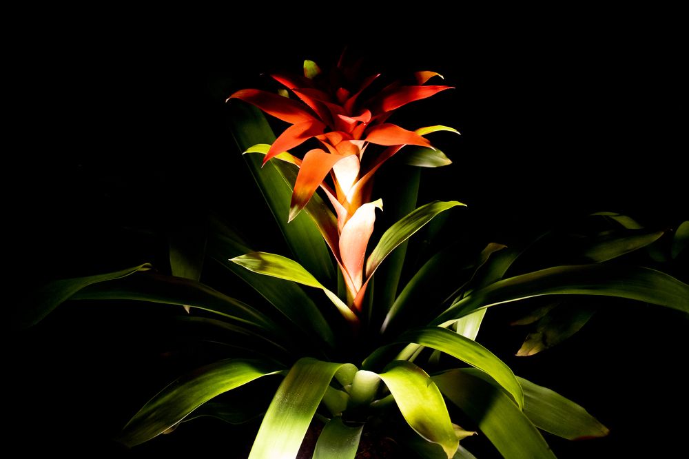 Photograph by Carmem De Luca