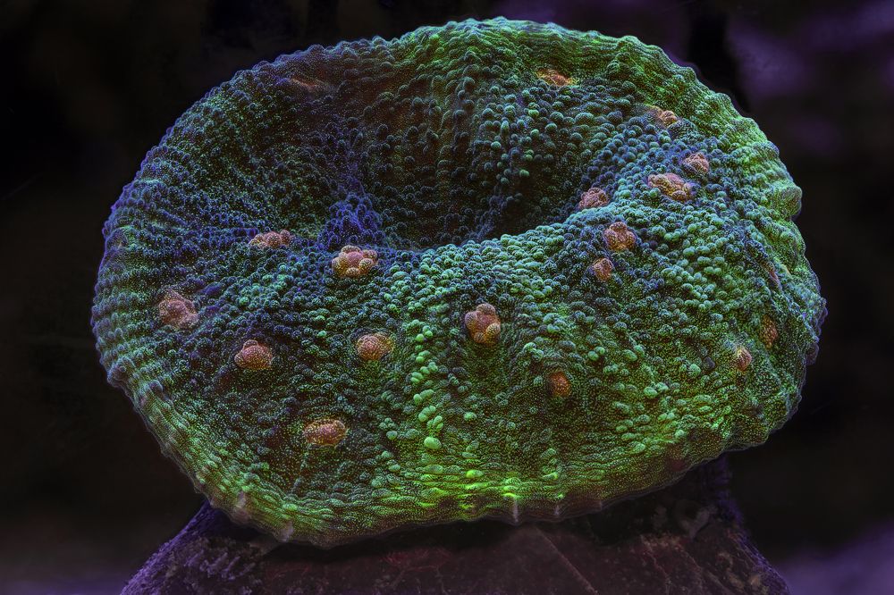 Coral (Коралл) - Space Invader Chalice