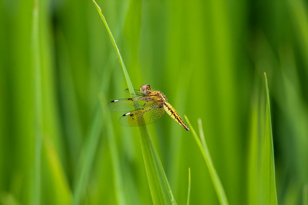 Photograph by Santosh Shrestha