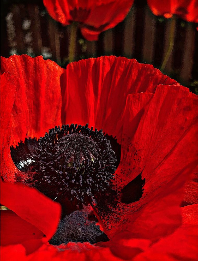 Photograph by Элина Кагерманова