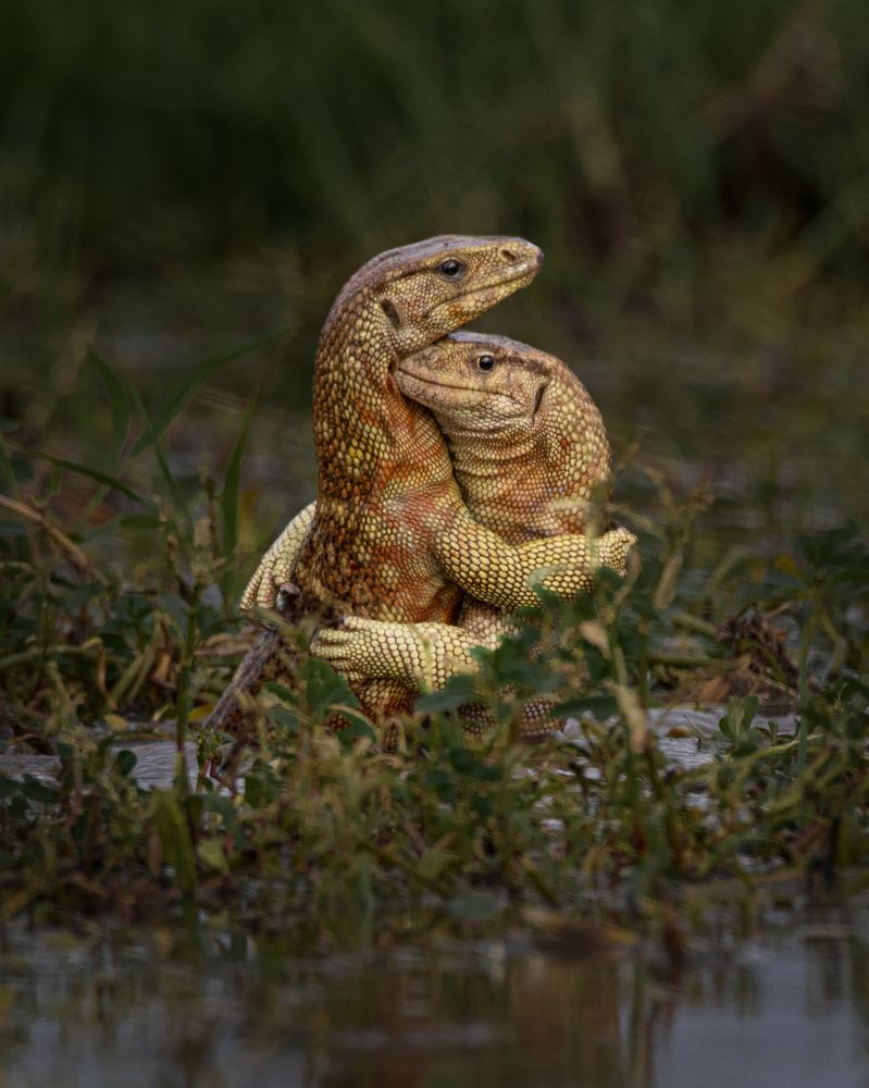 Yellow Monitor lizard Territorial fight.