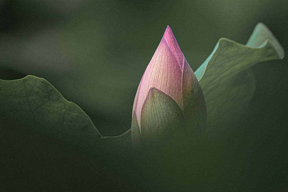 Photograph by Benny Chan