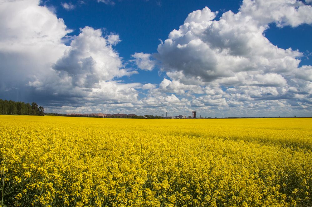 Рапсовое поле - 2