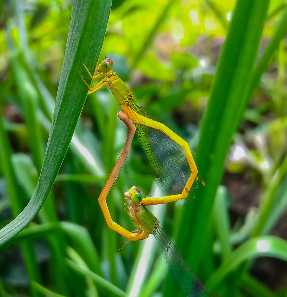 Photograph by Souvik Bhattacharyya