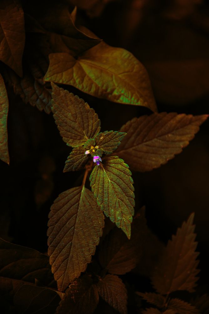 Photograph by Анастасия Хованская