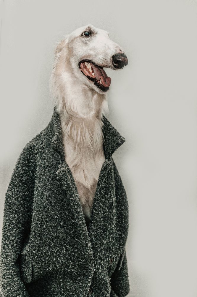 собачья жизнь фешн