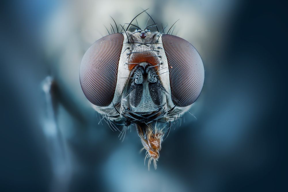 Fly Portrait 5x magnification