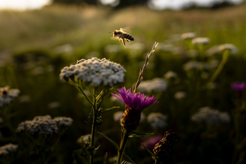 Photograph by Zsolt Noszkó