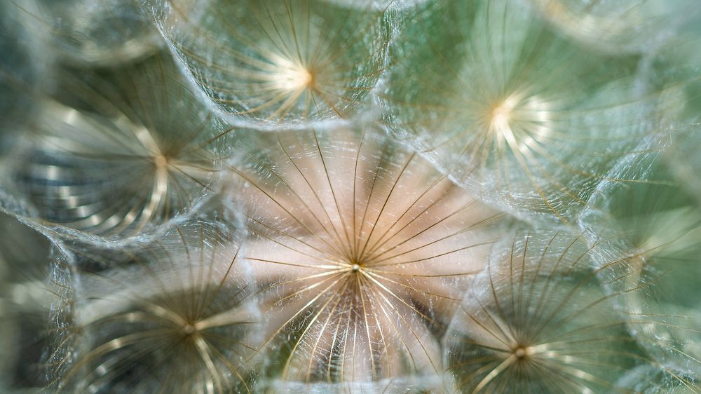 Dandelion