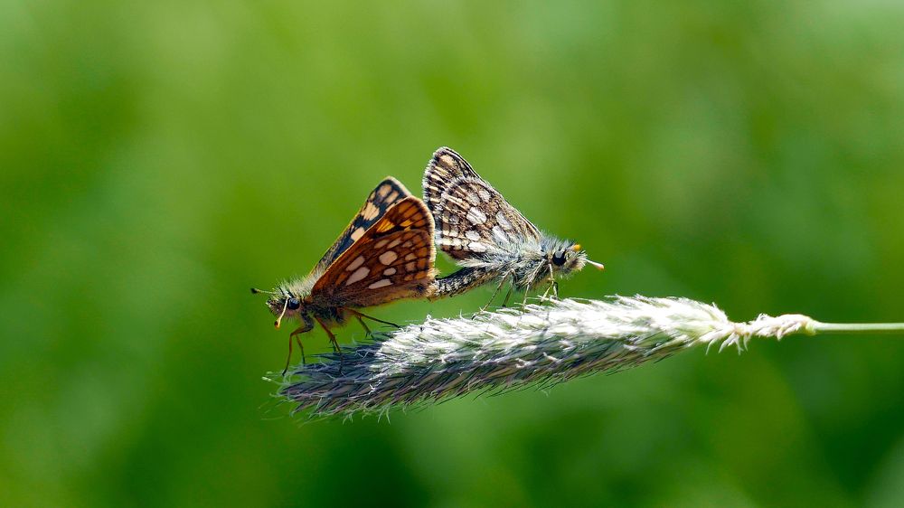 Photograph by Алексей Чернов