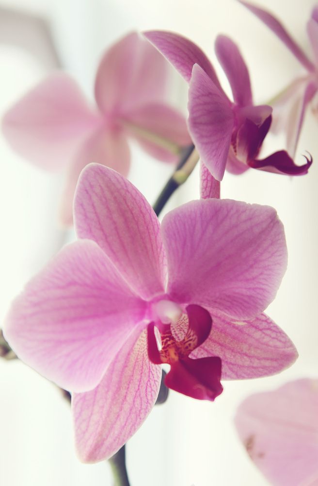 Photograph by Elitza Petkova