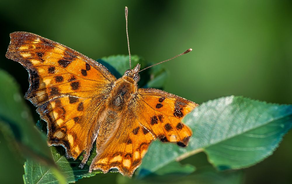 Photograph by Виталий Слёзка