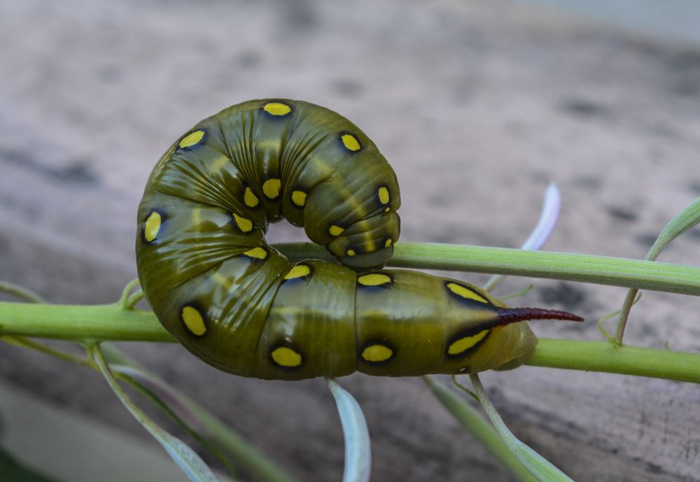 Гусеница бражника подмаренникового.