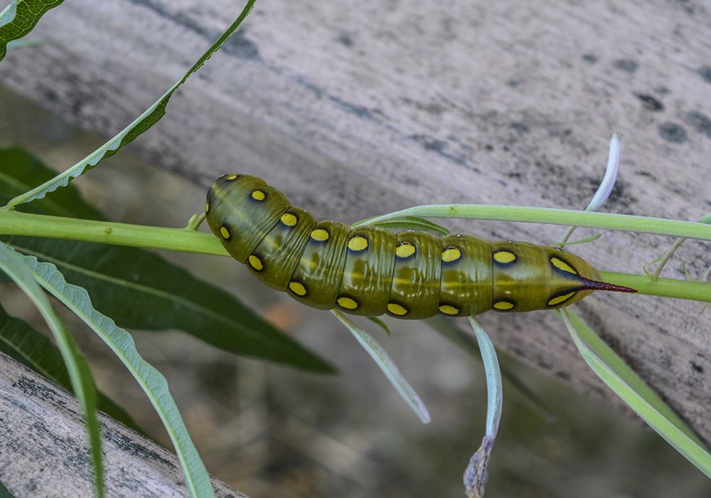 Photograph by Марина Никулина