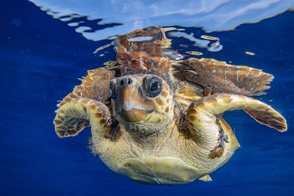 Happy turtle in the blue