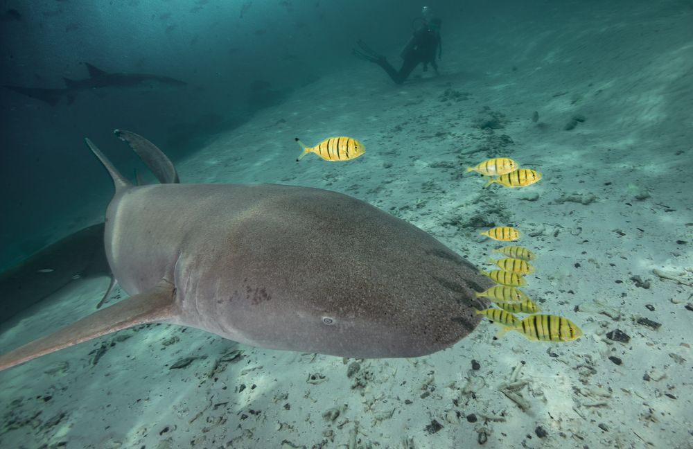 Photograph by Philippe Deloze