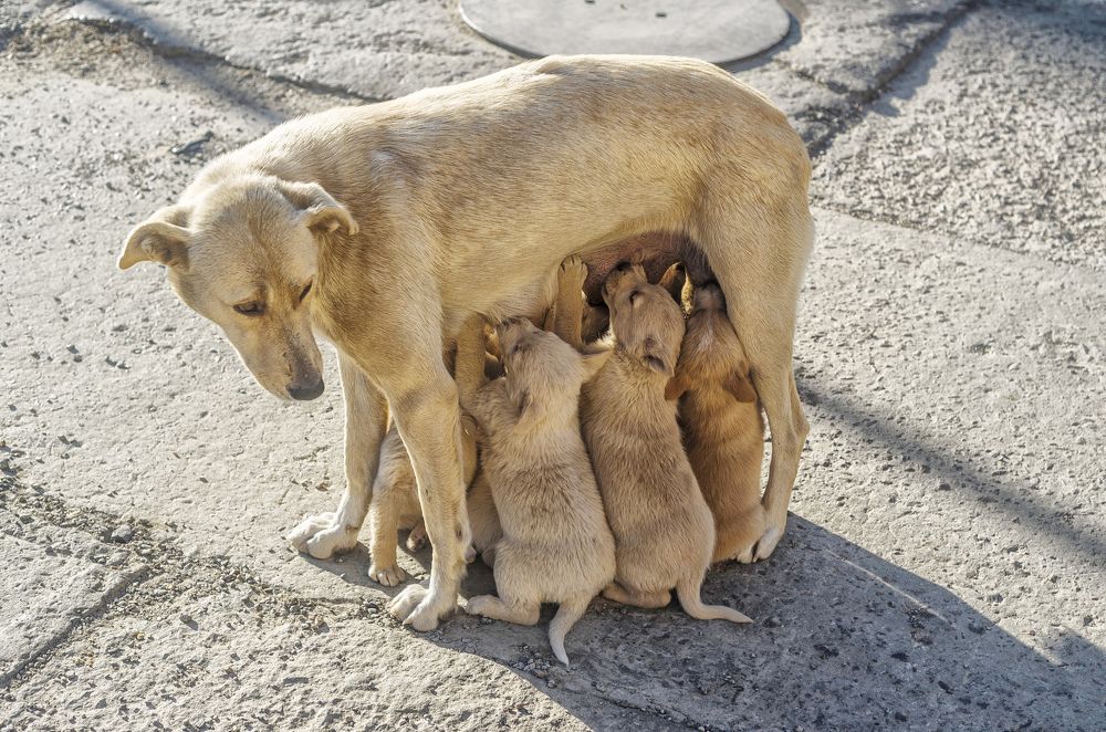 Материнство