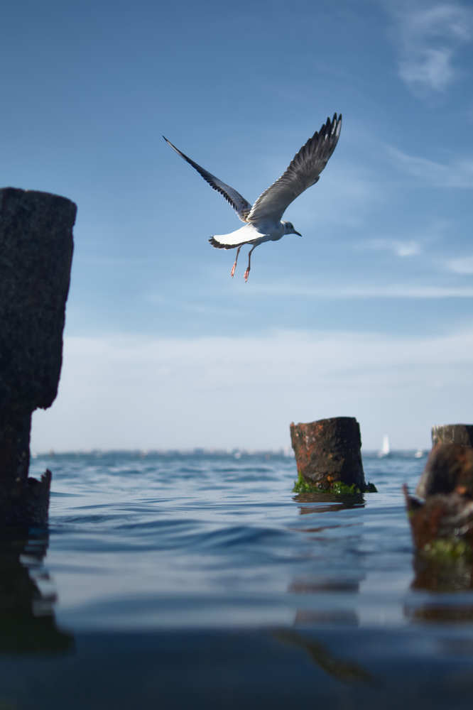 Photograph by Эн Скляров