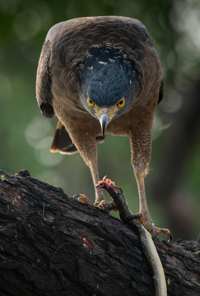 Serpent eagle with snake kill