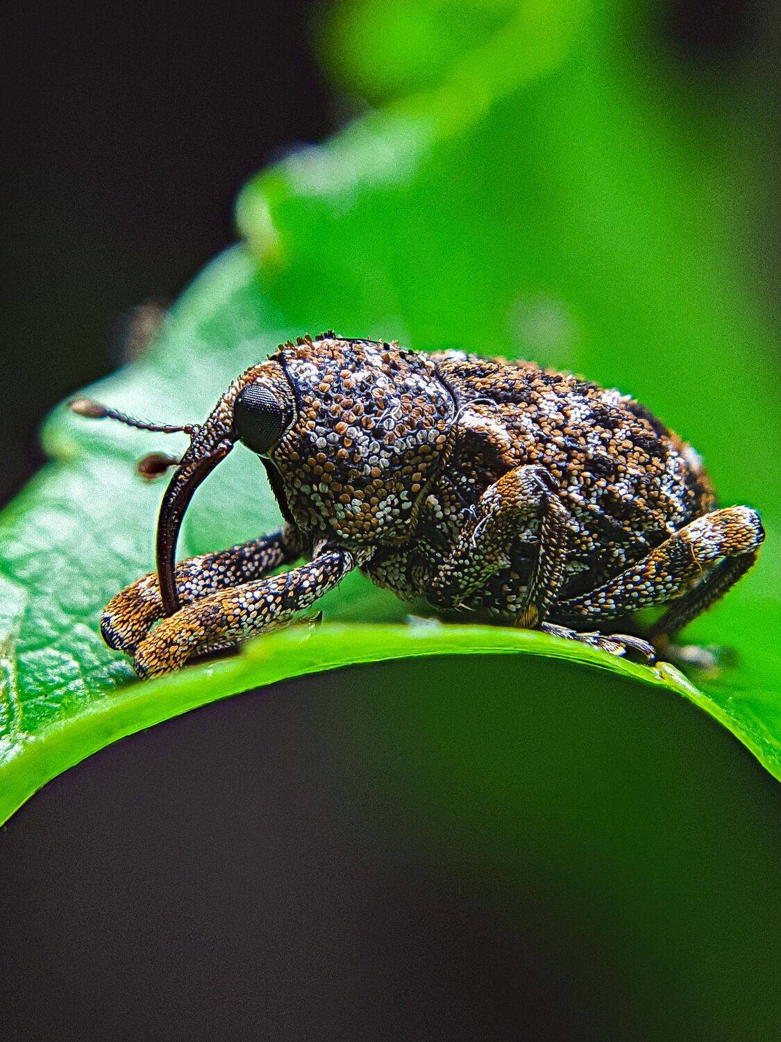 little weevil