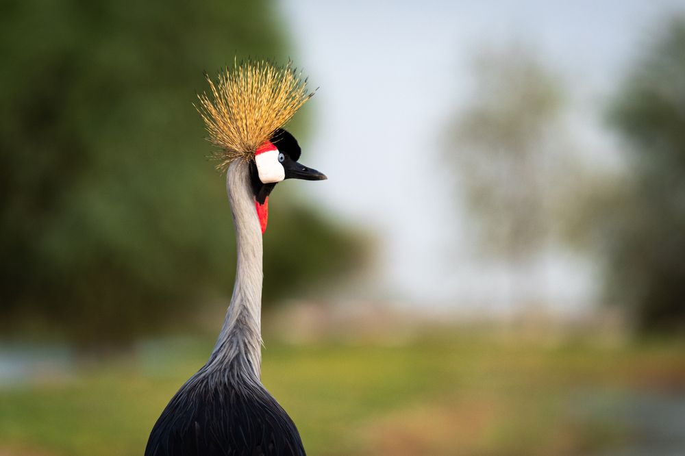 Photograph by Biju Gopalakrishnan