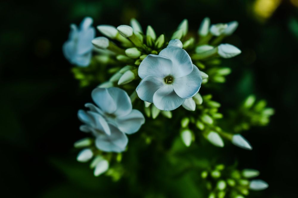 Фотография автора Алина Батын