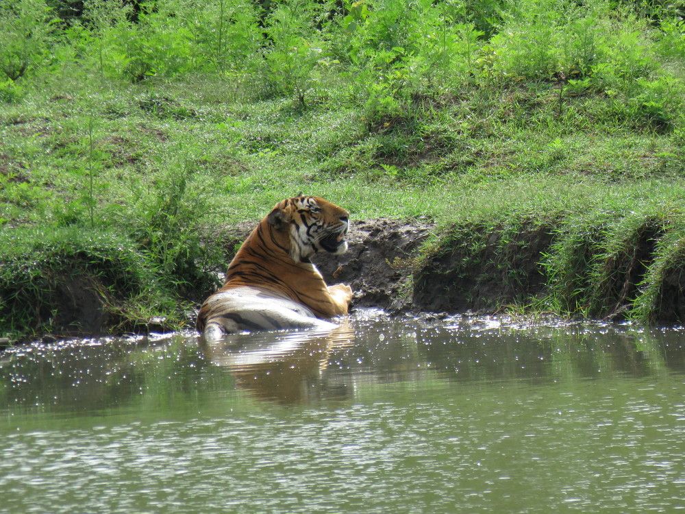 Male Tiger escapes on seeing Male Tusker Elephant
