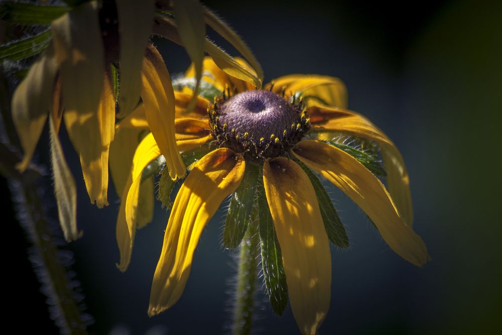 Цветочное макро.