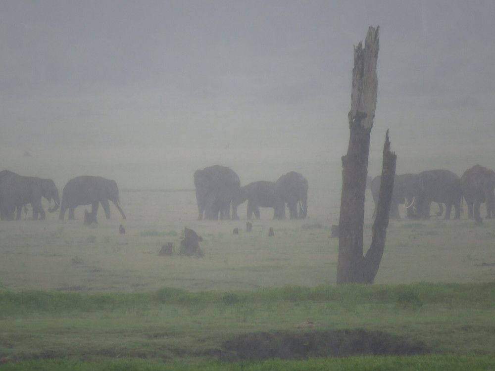 Big elephant herd in foggy weather