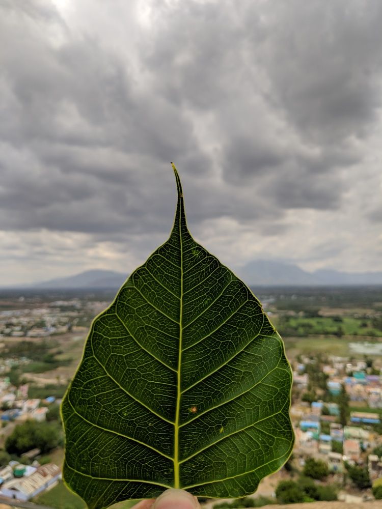 Photograph by MOSIKKEERAN M