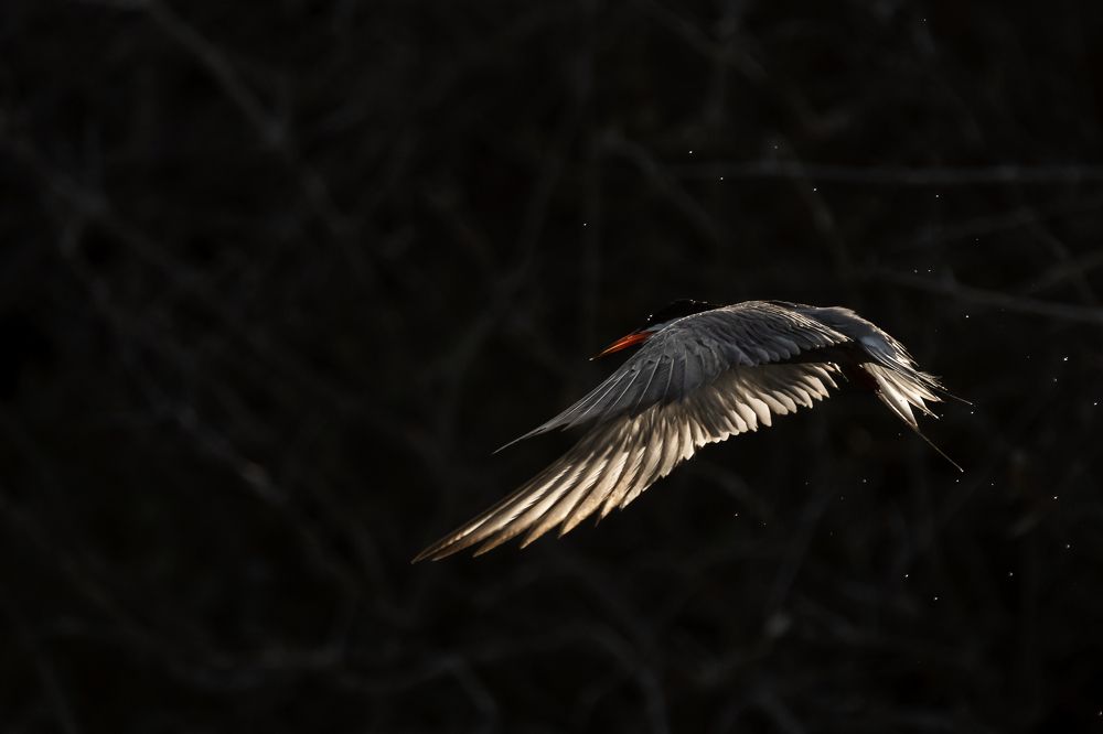 Фотография автора Prejul Prakash