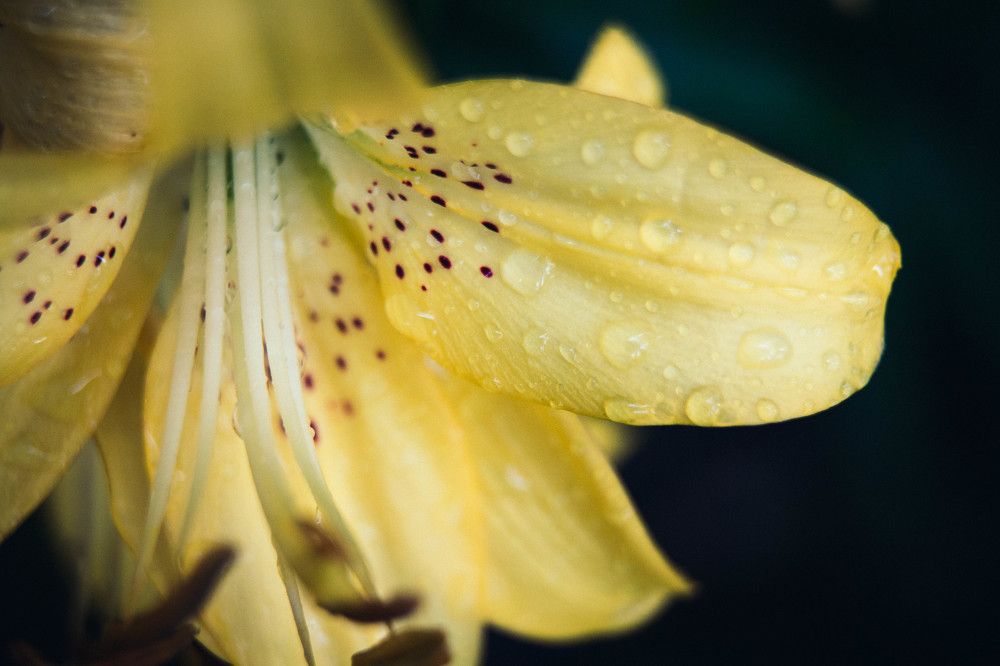 Photograph by Елена