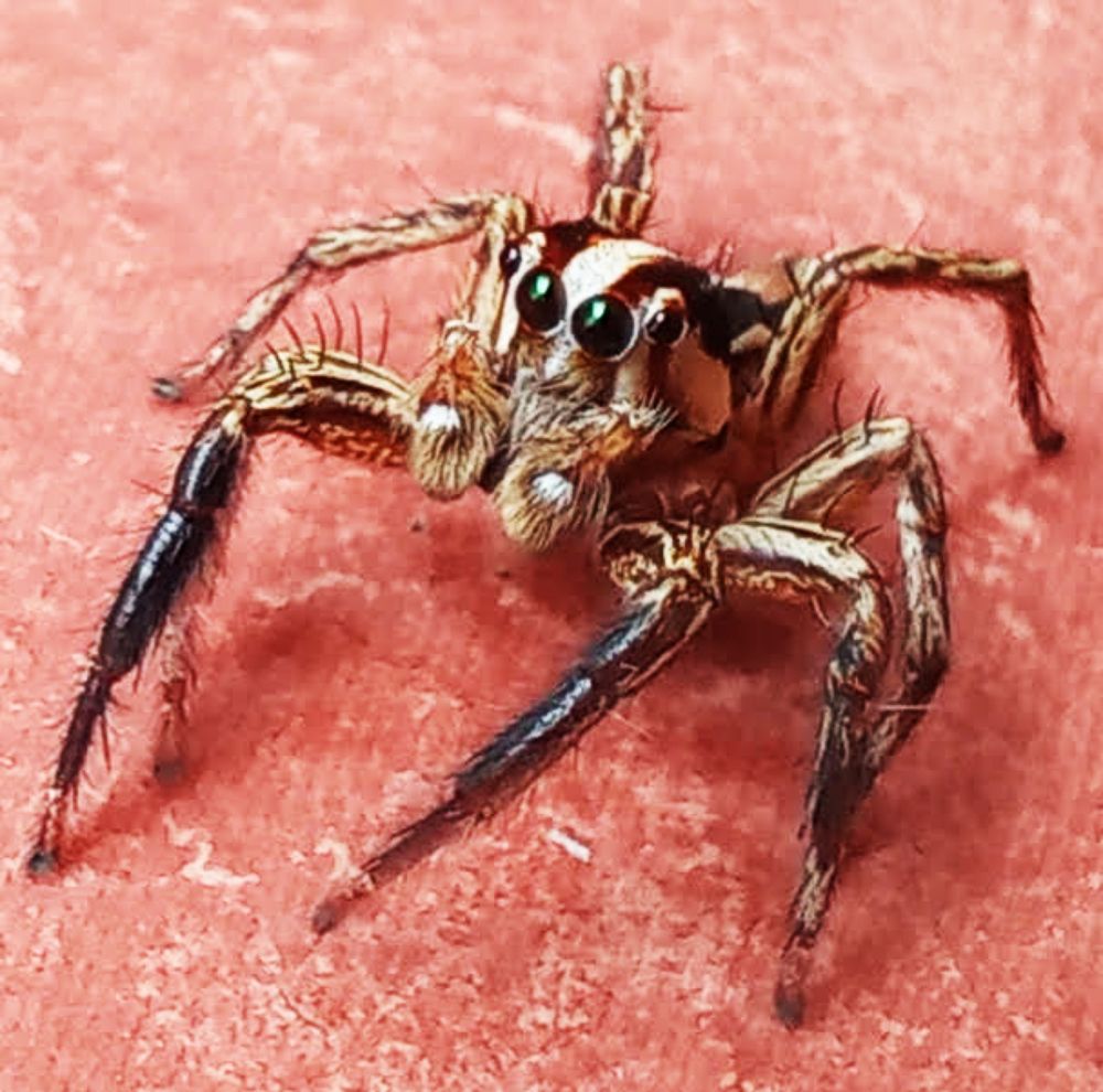 Spider