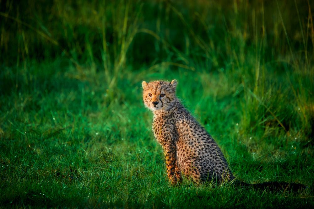 Neema's Family The Beautiful Leopards