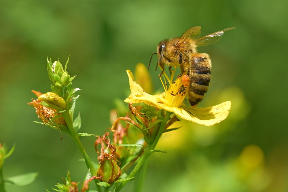 Пчела на цветке зверобоя..