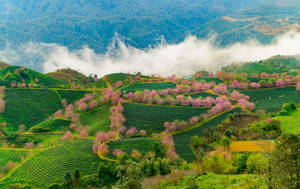 Photograph by Tuyen Le