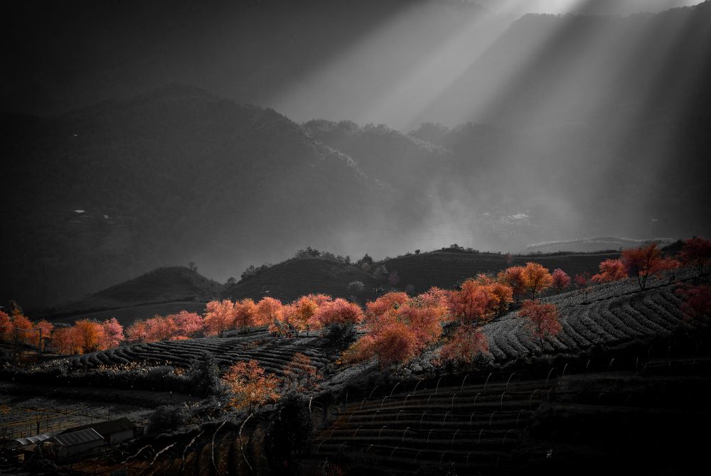 Photograph by Tuyen Le