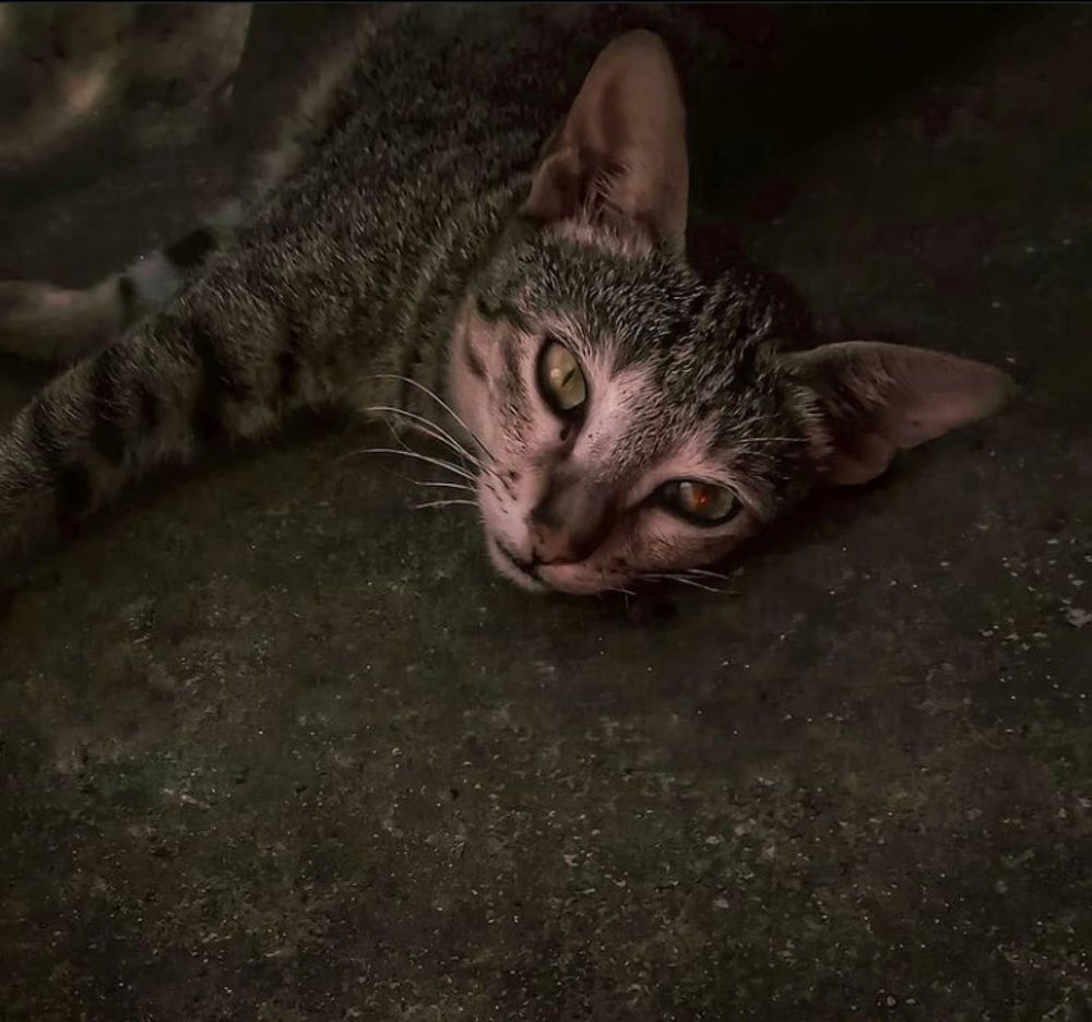 ANGEL MEOW.