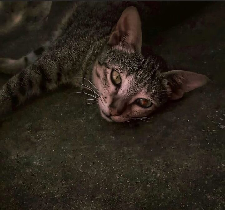 ANGEL MEOW.