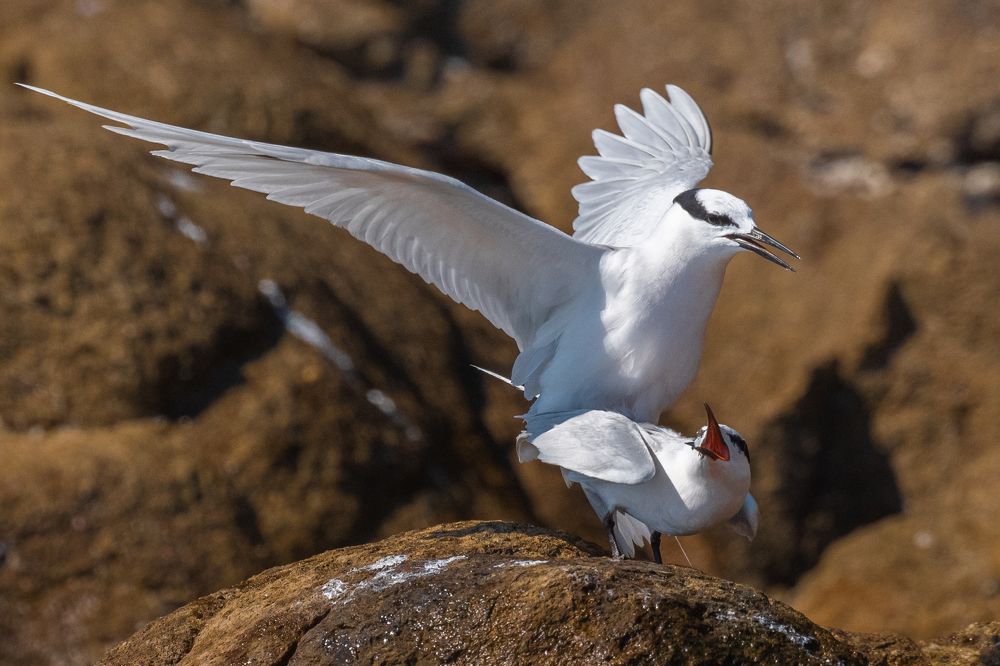 Terns