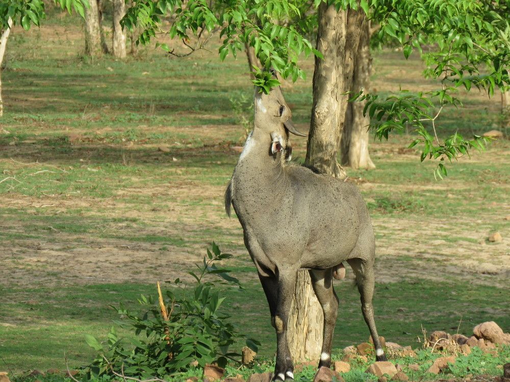 Blue bull eating leaves