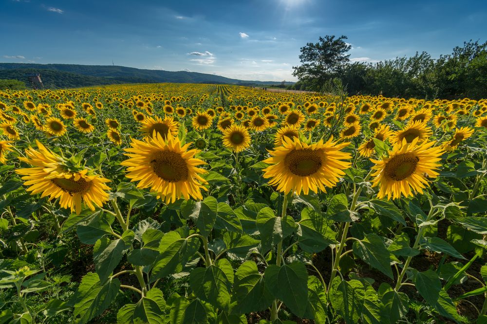 Sunflowers
