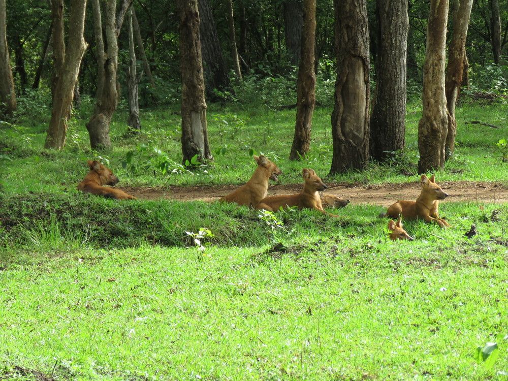 A group of dhole roaming about