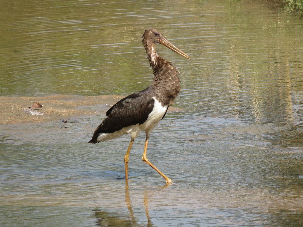 Woolly necked stork