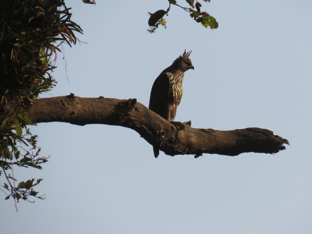 Crested Hawk Eagle