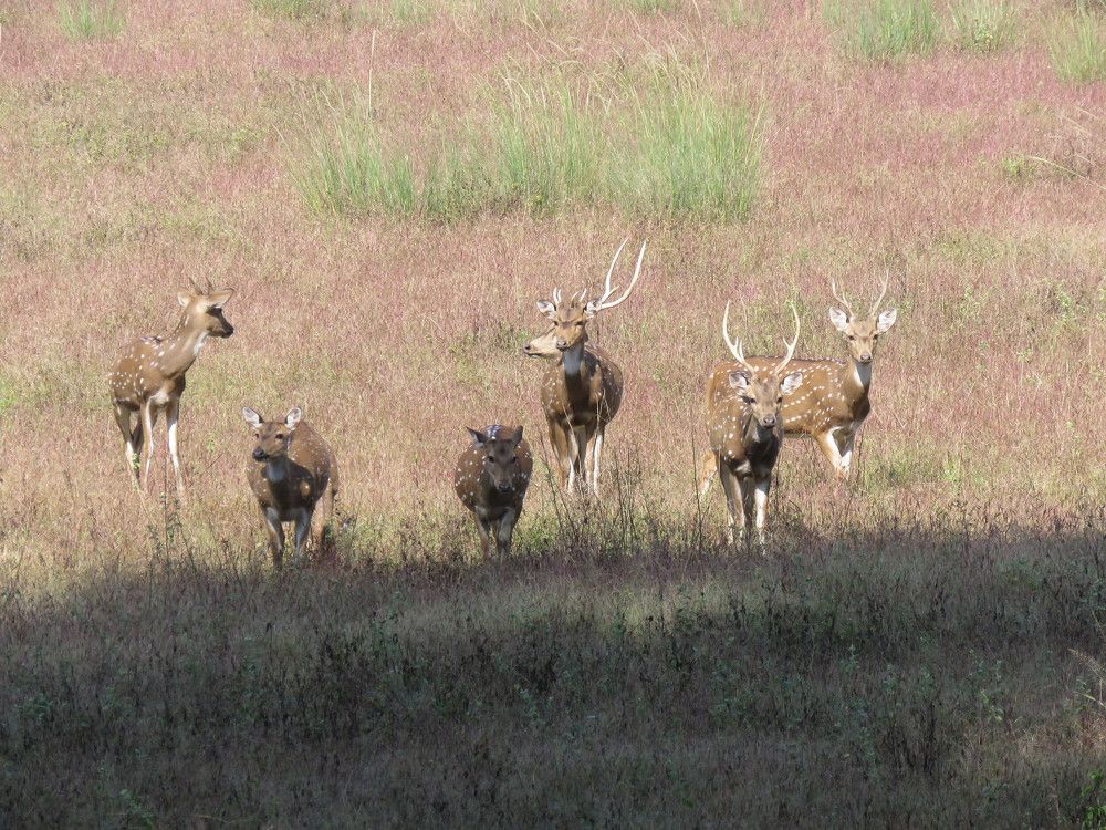 Group of Chital